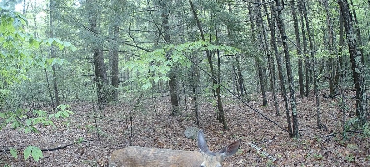 Best Height to Mount a Trail Camera