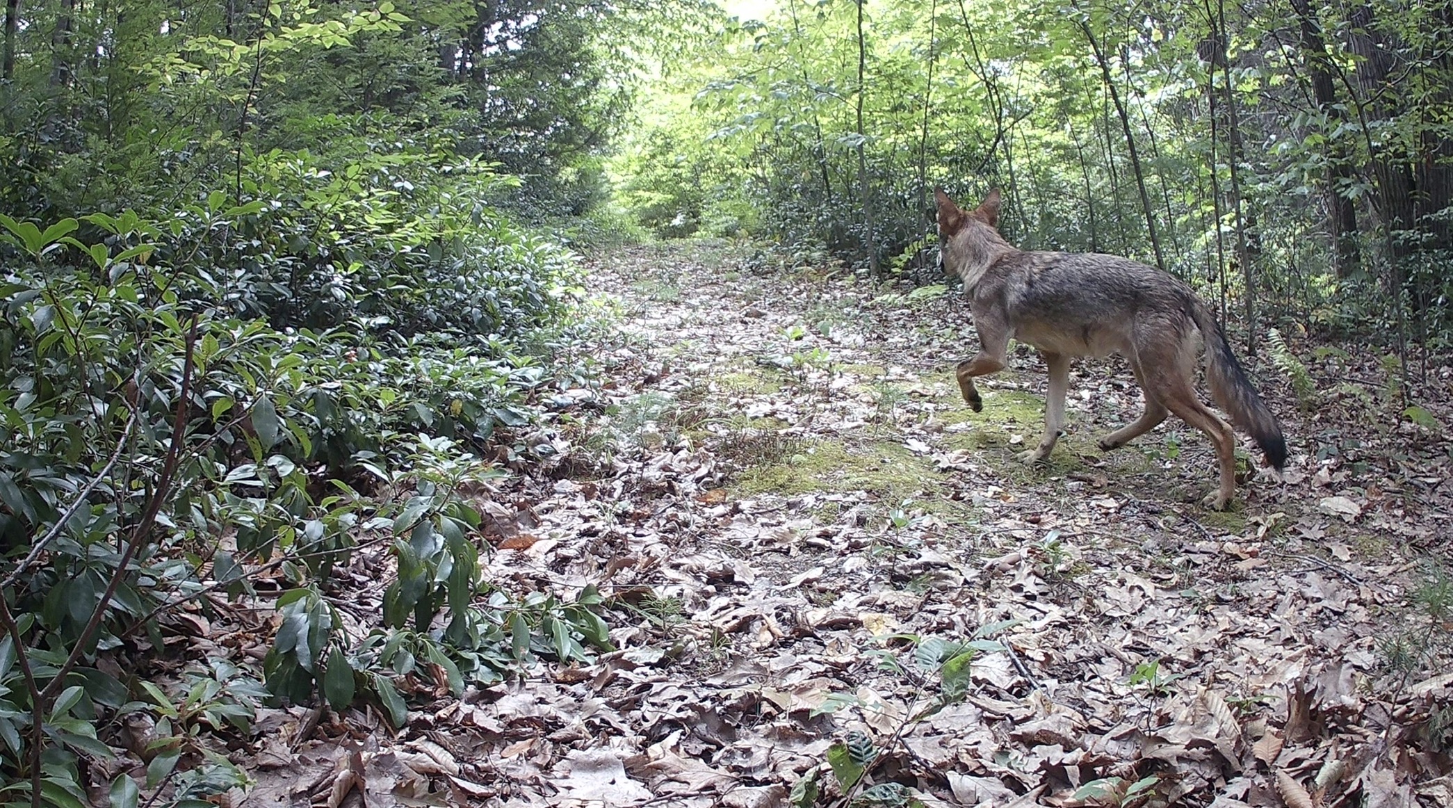 How Do Trail Cameras Work?