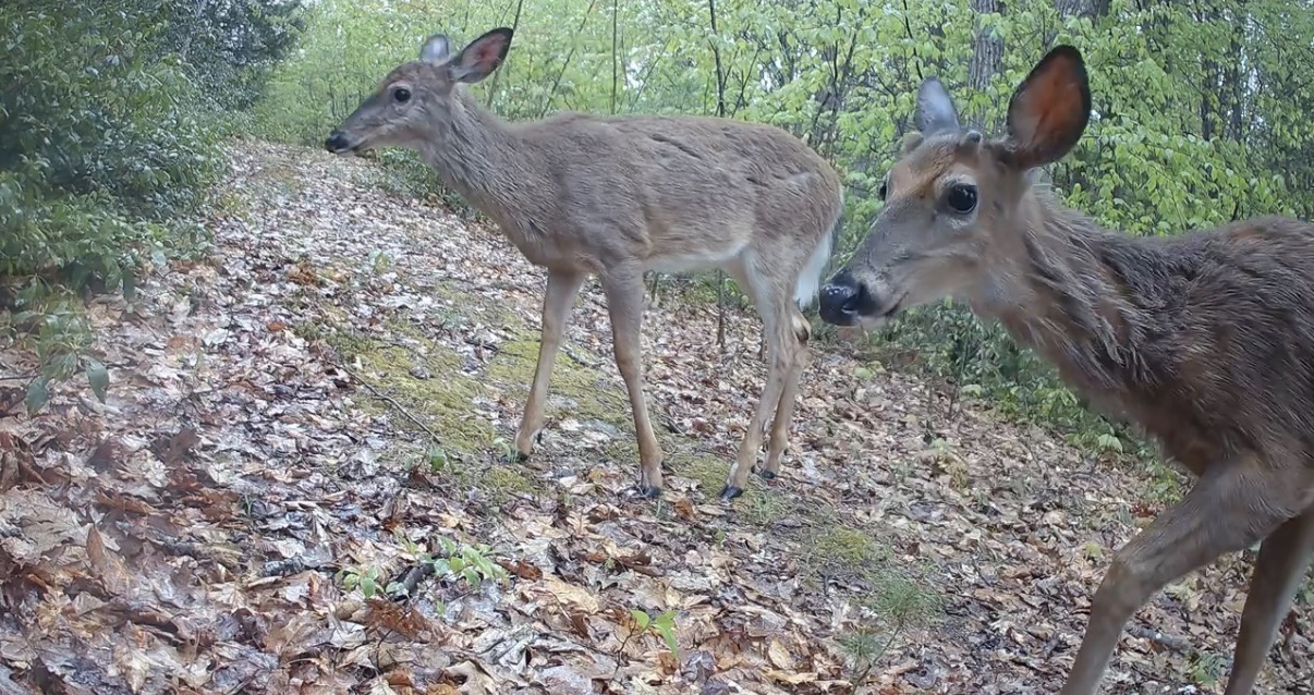 Best Trail Camera for Deer